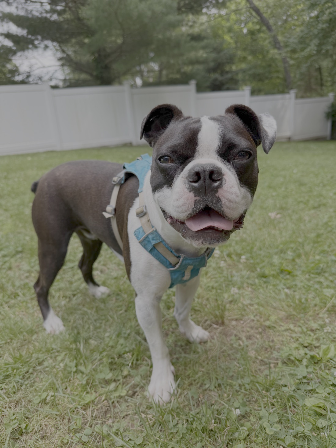 Chris Augustine's dog Hercules Mulligan